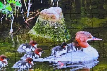Gänsesäger