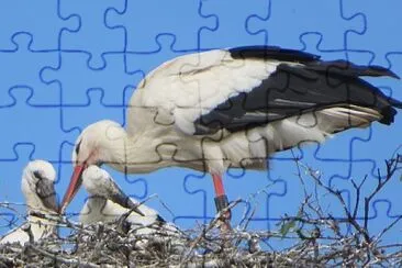 Storch