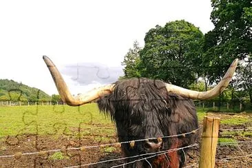 Schottland Rind