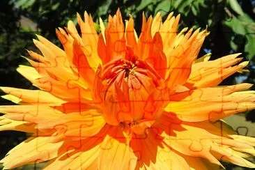 Dahlie jigsaw puzzle
