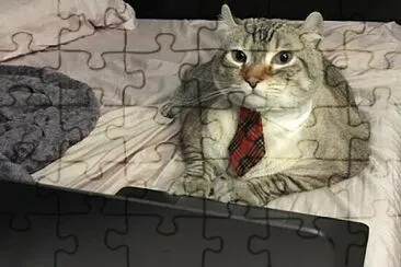 Gato de negocios