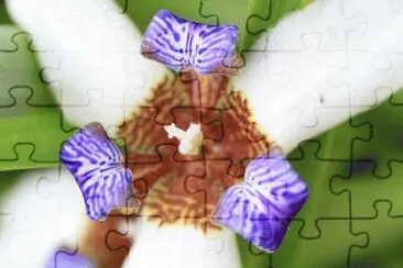 ImÃ¡genes jigsaw puzzle