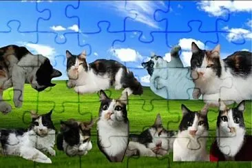 Gato