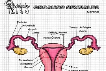 Aparato reproductor femenino