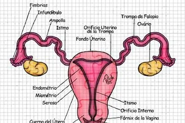 Aparato reproductor femenino