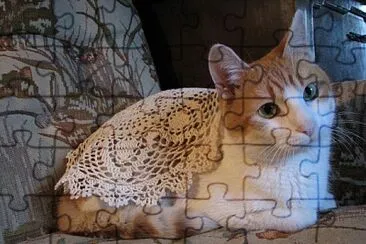 Gato abuela