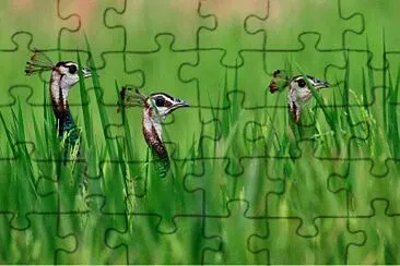 Pavos Silvestres
