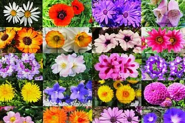 Blüten