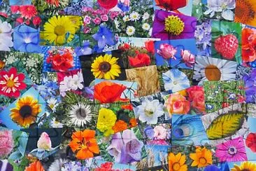 Blumen Collage