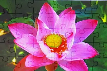 Lotusblüte