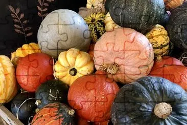 Pile of pumpkins   gourds