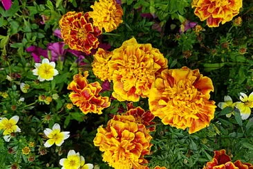 Blumenbeet