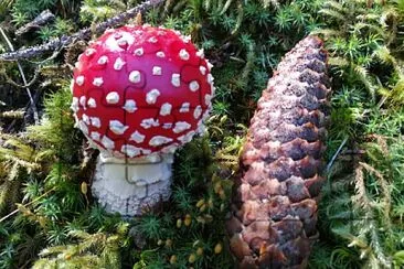Fliegenpilz