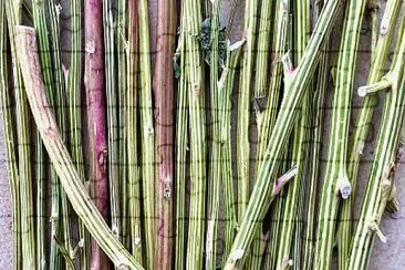 Striped stems: Fat Hen