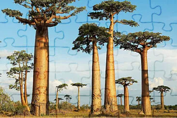 פאזל של Palmeras Araucaria