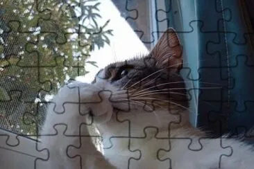 Gato pensando