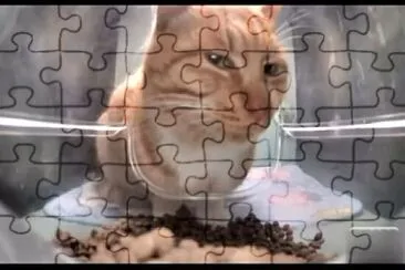 Gato sospecha
