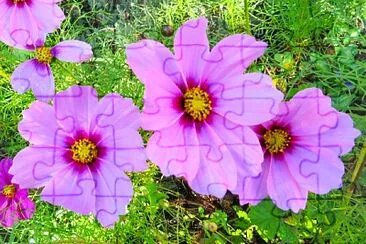 Blüten