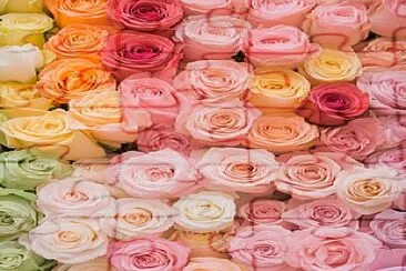 flores jigsaw puzzle