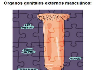 GENITALES EXTERNOS MASCULINOS
