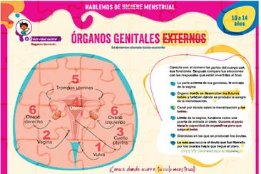 GENITALES EXTERNOS FEMENINOS