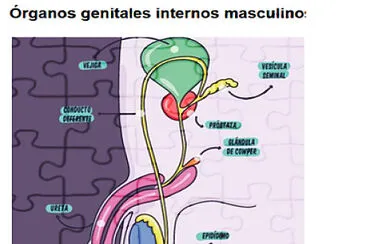 ORGANOS GENITALES INTERNOS MASCULINOS