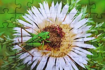 פאזל של Silberdistel