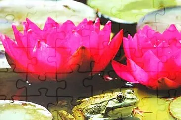 פאזל של Lotusblüte