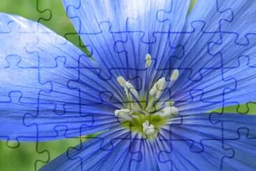 פאזל של Blüte