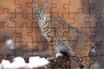 Gato Montes