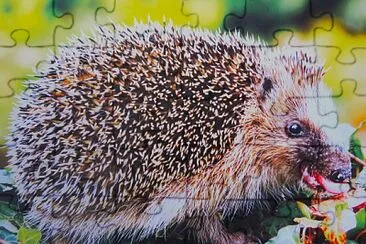 Igel