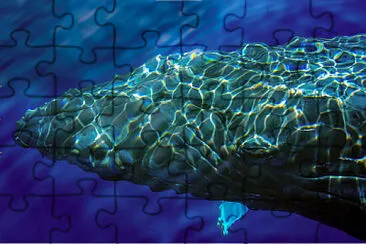 Cabeza de Ballena