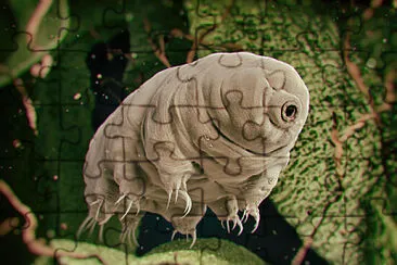 a tardigrade in the water
