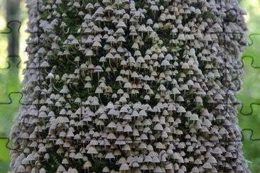 ImÃ¡genes jigsaw puzzle