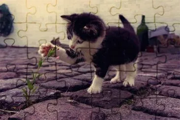 ImÃ¡genes jigsaw puzzle
