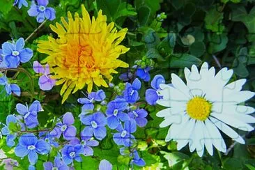 Blüten