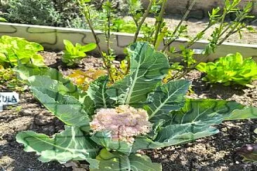 Plantas de la Huerta Escolar