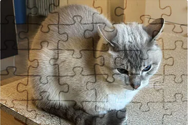 gatto1