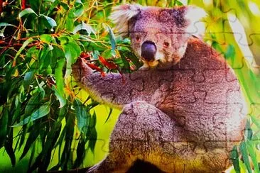 Koala-Bär