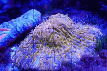 Ultra Disk Coral jigsaw puzzle
