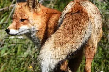 vulpe