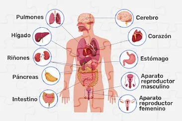 ÓRGANOS DEL CUERPO