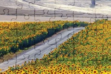Caminho de Girasol