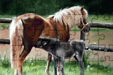 caballos 15