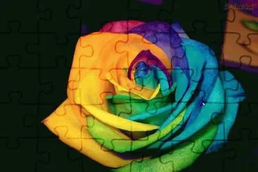 Multi colored Rose jigsaw puzzle