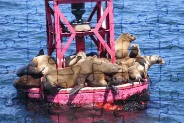 Seals on Bouy-Dana Point jigsaw puzzle