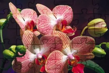 orquideas2