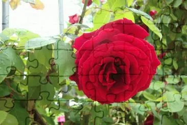 Brigida jigsaw puzzle