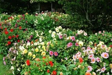 Diversas Flores jigsaw puzzle