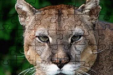 Puma patagonico